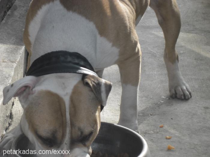 ex Erkek Amerikan Staffordshire Terrier