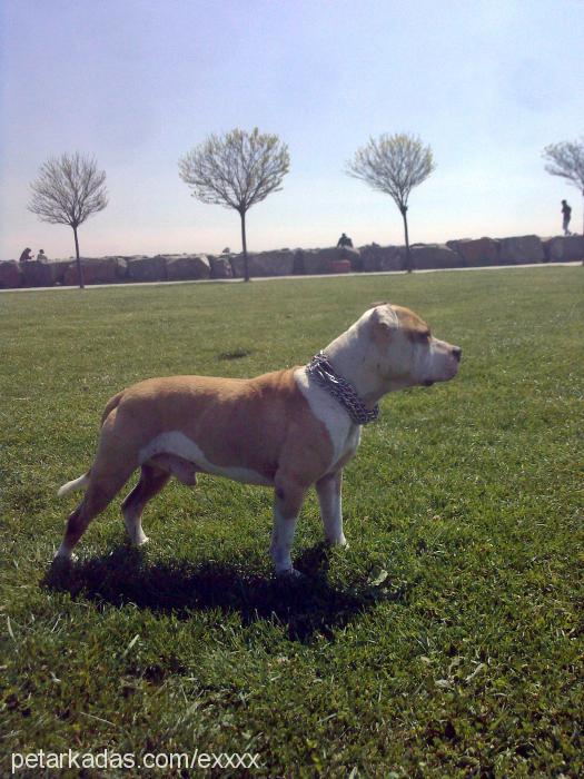 ex Erkek Amerikan Staffordshire Terrier