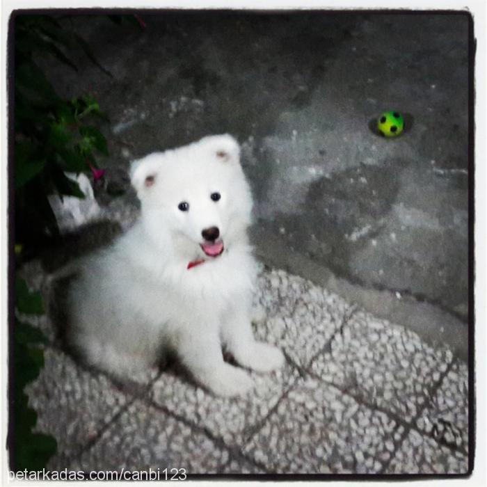 rüzgar Erkek Samoyed