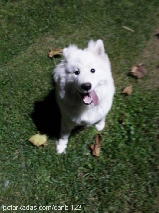 rüzgar Erkek Samoyed