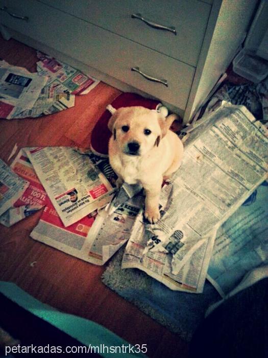 venüs Dişi Labrador Retriever