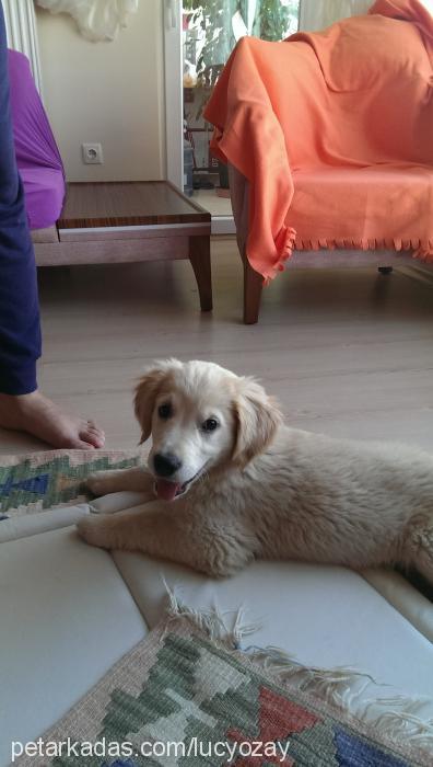 lucky Dişi Golden Retriever