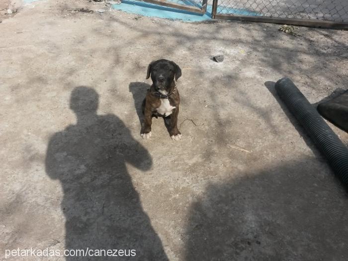 zeus Erkek Cane Corso Italiano