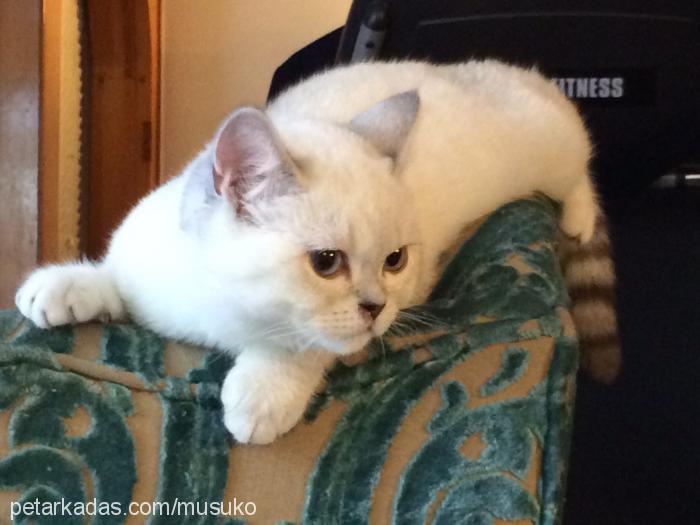 Çakılilebambam Dişi British Shorthair