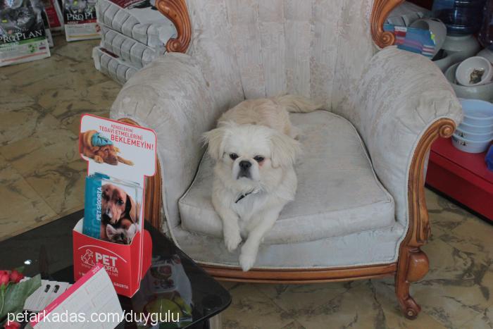 patrİck Erkek Pekingese