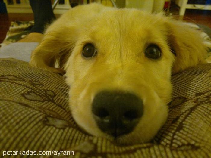 ayran Dişi Golden Retriever