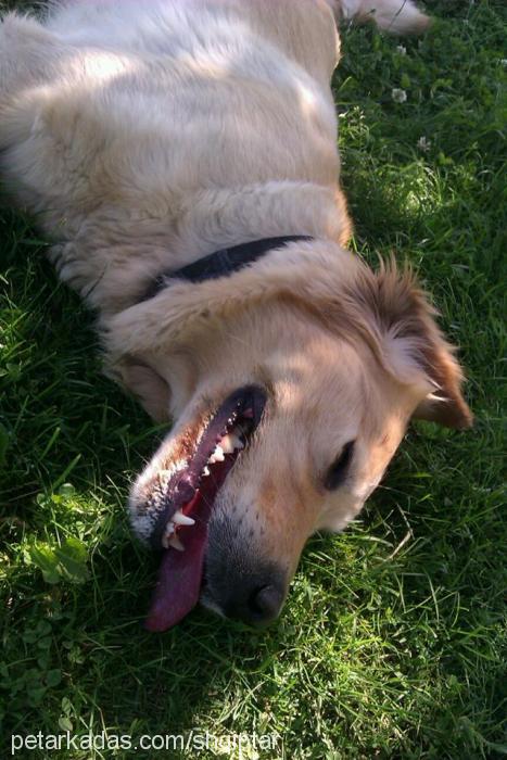 mercan Dişi Golden Retriever