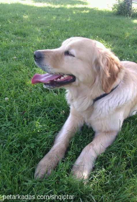 mercan Dişi Golden Retriever