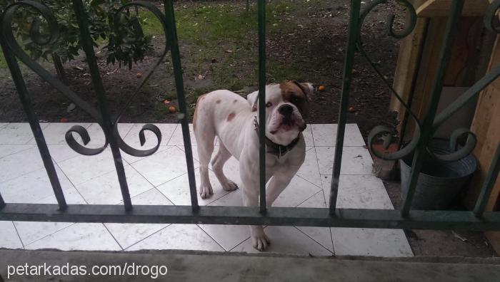 meÇo Erkek Amerikan Bulldog