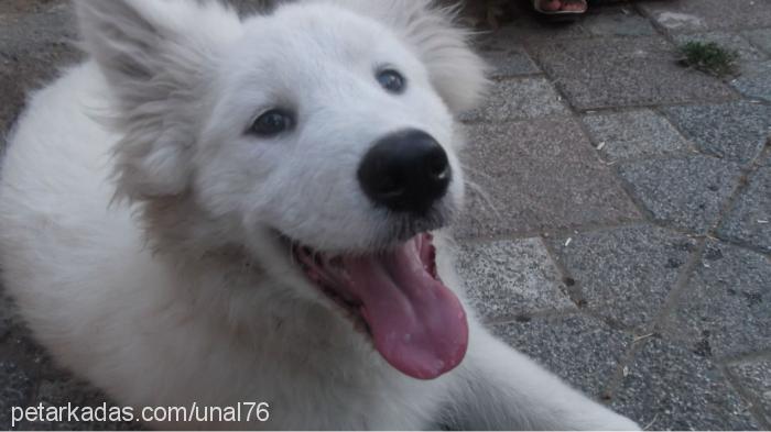 Çapkın Erkek Samoyed