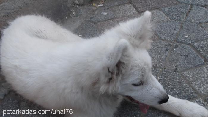 Çapkın Erkek Samoyed