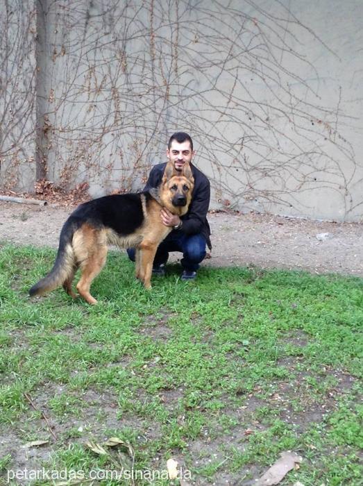 bulut Erkek Alman Çoban Köpeği