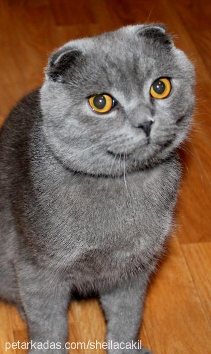 Çakıl Erkek Scottish Fold