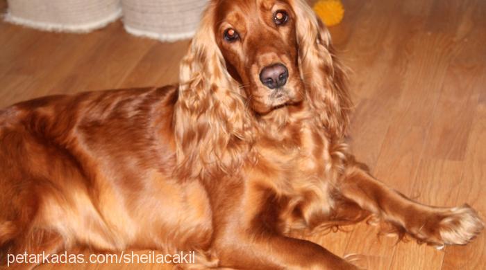 sheila Dişi İngiliz Cocker Spaniel