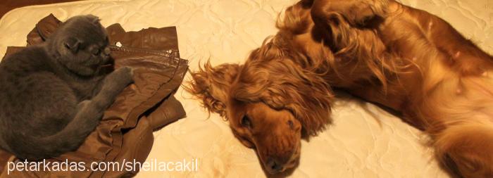 sheila Dişi İngiliz Cocker Spaniel