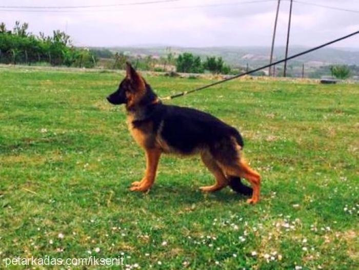 kristeerkvonerk Dişi Alman Çoban Köpeği