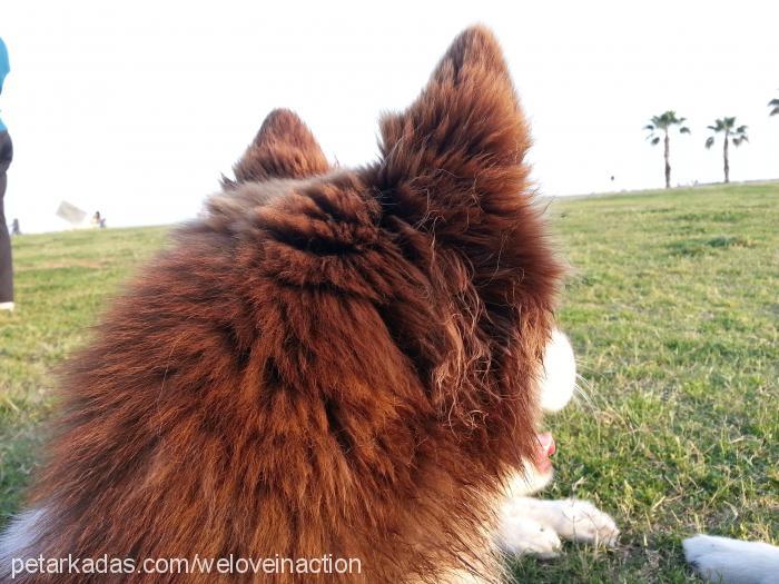 hera Dişi Sibirya Kurdu (Husky)