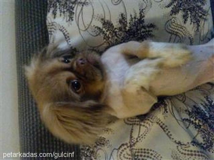 lucky Erkek Pekingese