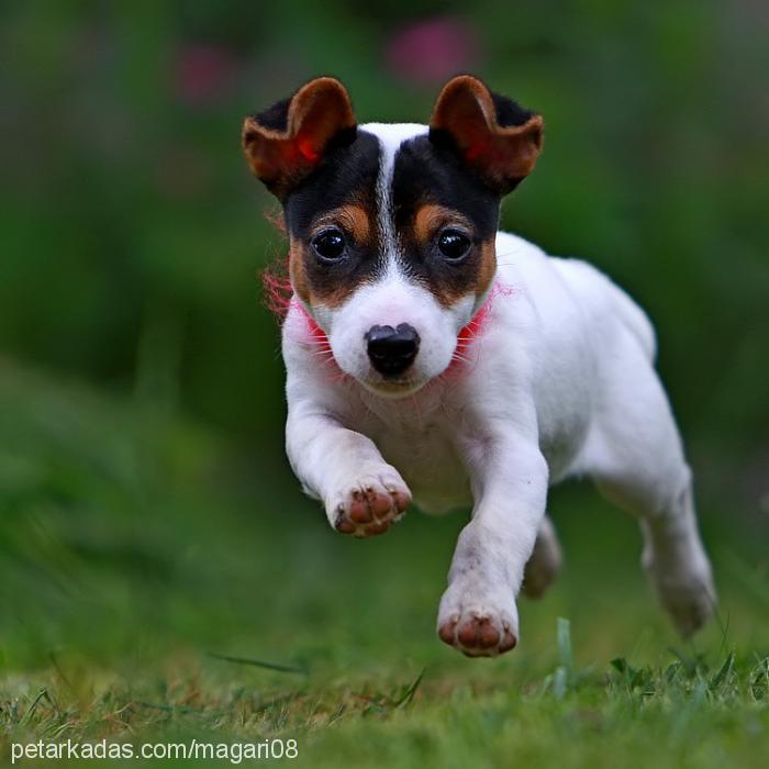 nokta Dişi Jack Russell Terrier