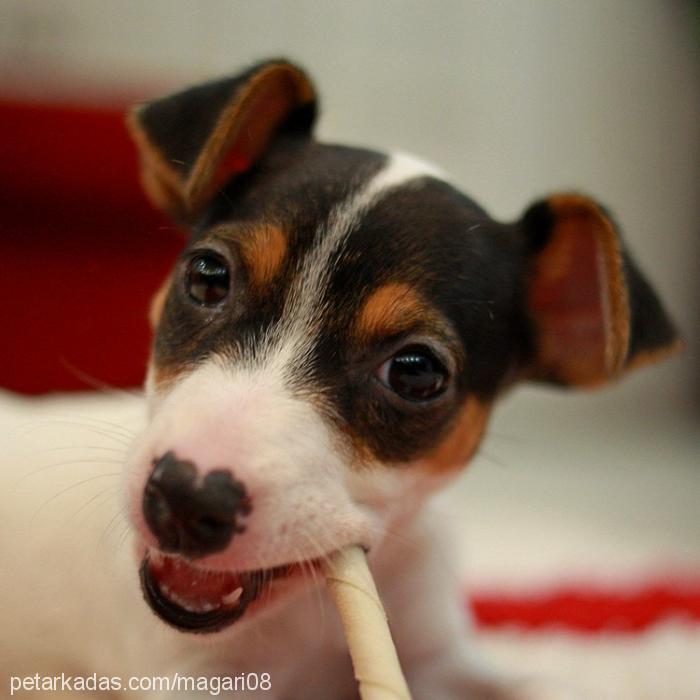 nokta Dişi Jack Russell Terrier