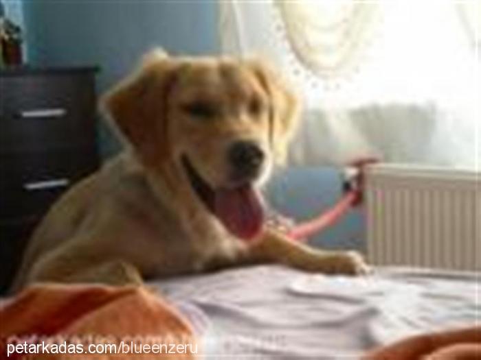 layd Dişi Golden Retriever