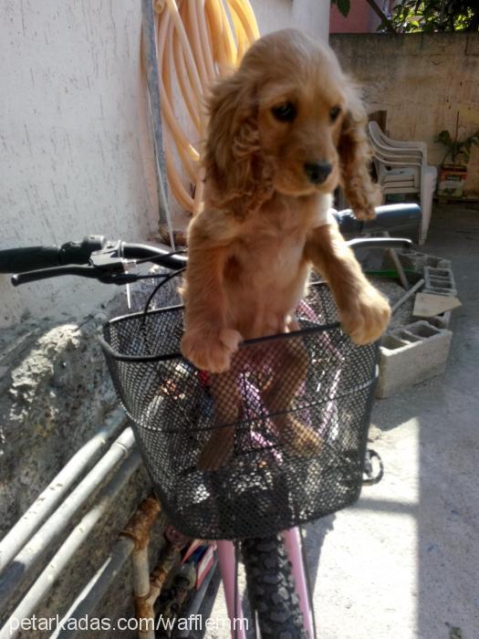 waffle Dişi Amerikan Cocker Spaniel