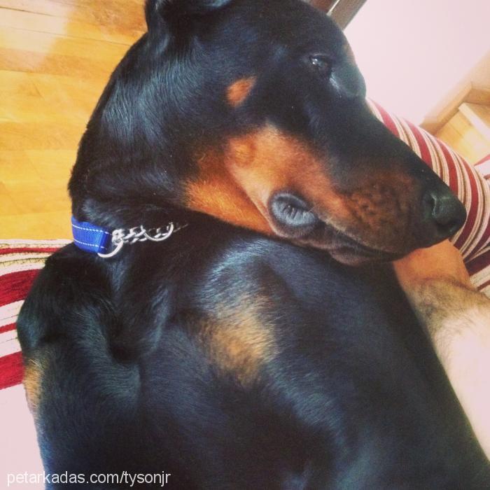 başkan Erkek Doberman Pinscher