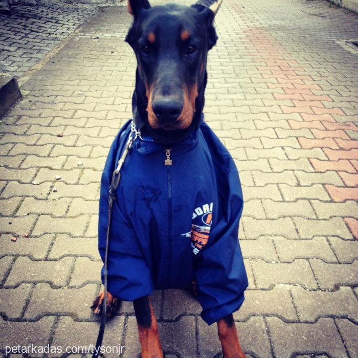 başkan Erkek Doberman Pinscher