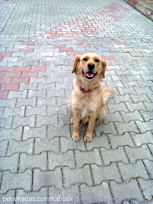 lisa Dişi Golden Retriever