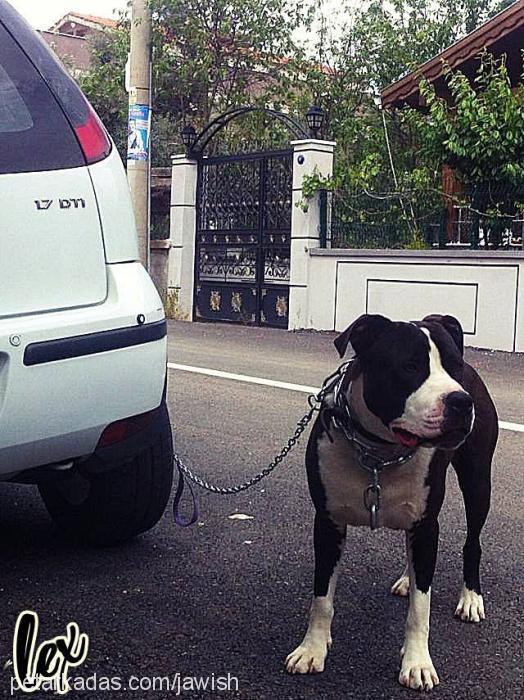 lex Erkek Amerikan Pitbull Terrier