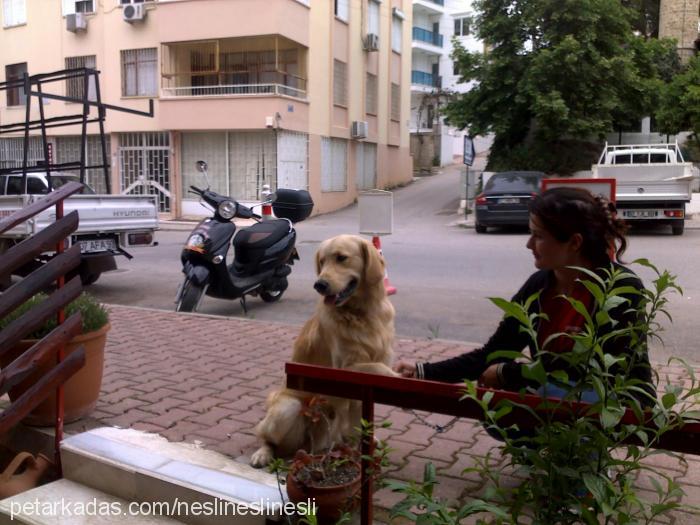 mısır Erkek Golden Retriever