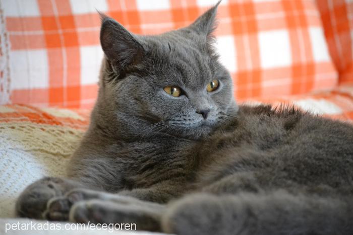 Çilek Dişi British Shorthair