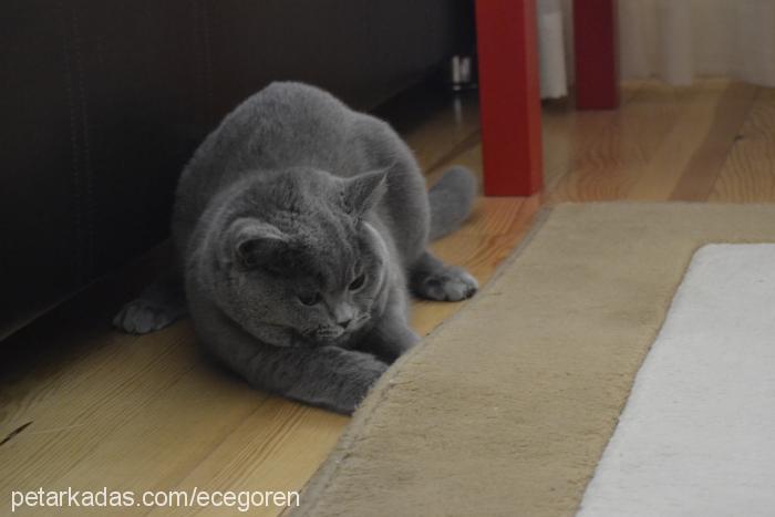 Çilek Dişi British Shorthair