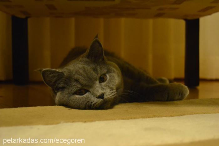 Çilek Dişi British Shorthair