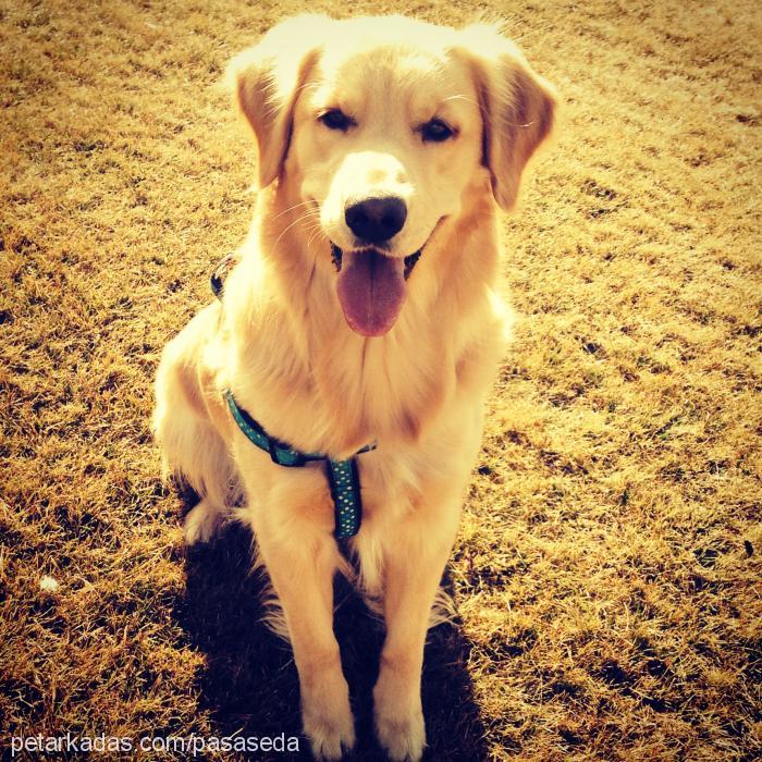 paŞa Erkek Golden Retriever