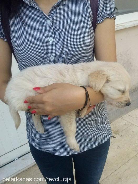 İgor Erkek Golden Retriever