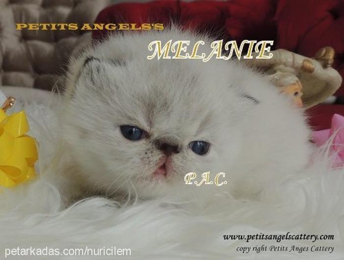 melanie Dişi Exotic Shorthair