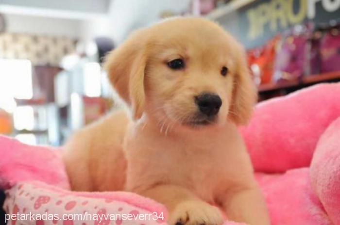 hera Erkek Golden Retriever