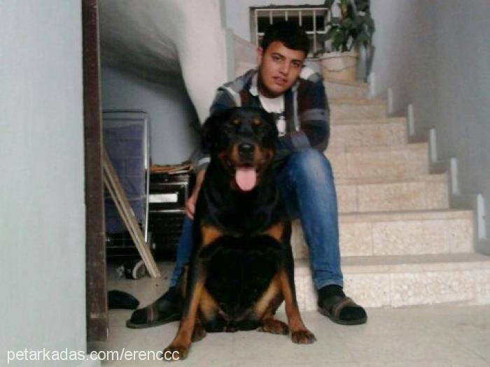 liza Dişi Rottweiler