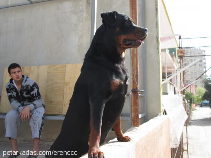 liza Dişi Rottweiler