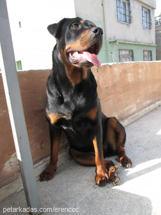 liza Dişi Rottweiler