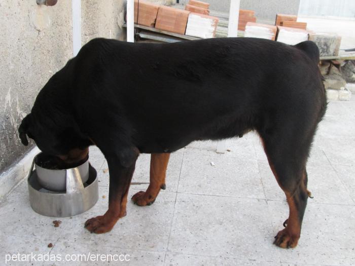 liza Dişi Rottweiler