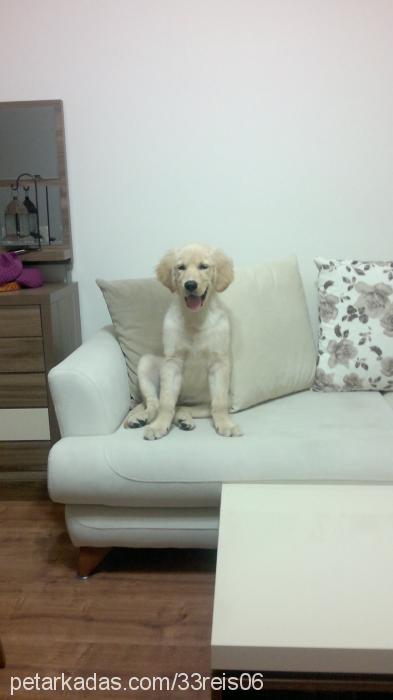 reİs Erkek Golden Retriever