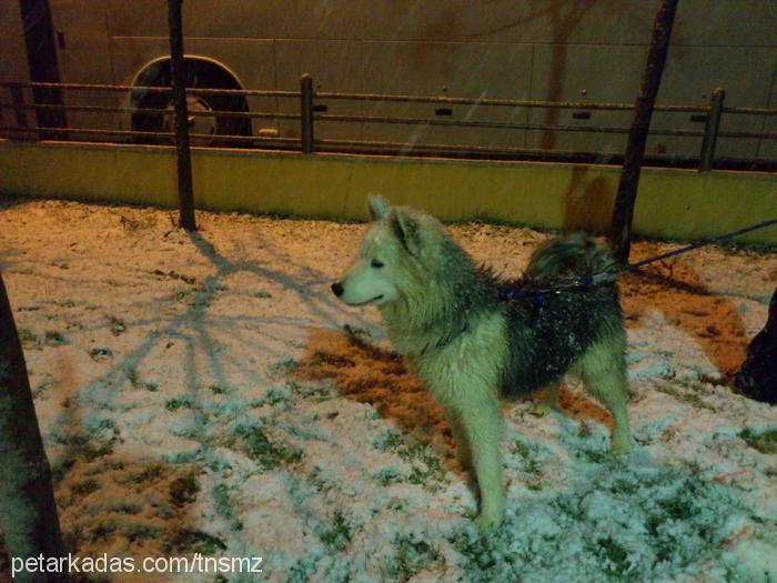 ayaz Erkek Alaskan Malamute