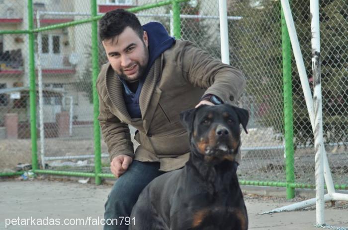 eva Dişi Rottweiler