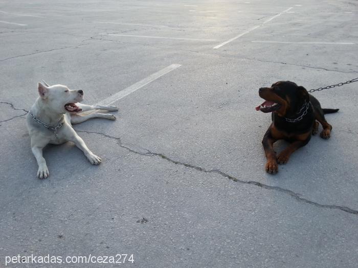 duman Erkek Rottweiler