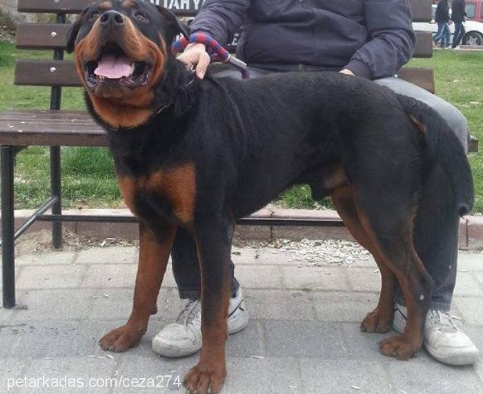 duman Erkek Rottweiler