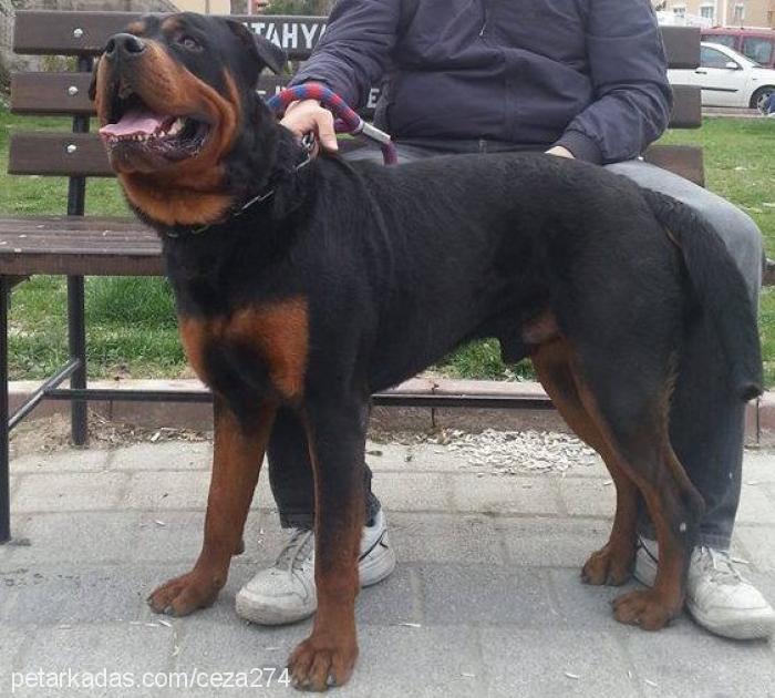 duman Erkek Rottweiler