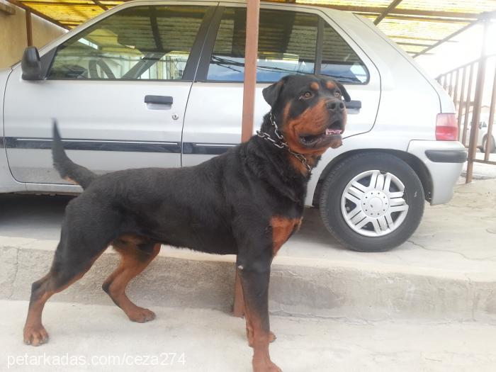 duman Erkek Rottweiler