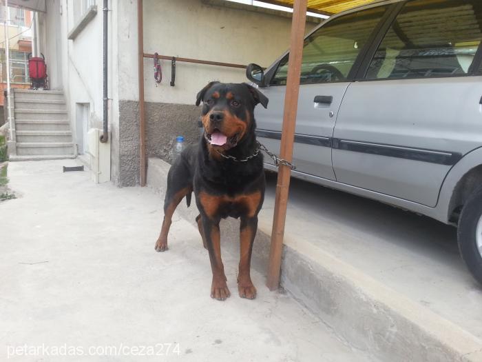 duman Erkek Rottweiler